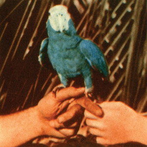 Andrew Bird has announced his new album 'Are You Serious,