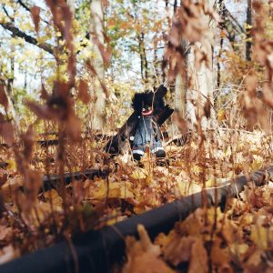 GOLLIWOG by Billy Woods album review by Ben Lock for Northern Transmissions. The artist's new LP is now out via backwoodz studioz