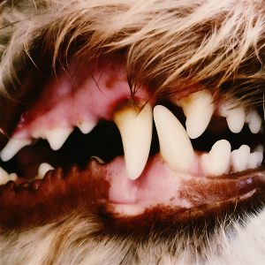 Lucius by Lucius album review by Greg Walker for Northern Transmissions. The LP is now available via Mom+Pop Music and DSPs