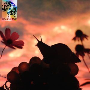 Bugland by No Joy review by Emre Gurdal for Northern Transmissions. Their new LP arrives on August 8th via Hand Drawn Dracula/Sonic Cathedral