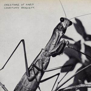 Creature of Habit by Courtney Barnett album review by David Saxum for Northern Transmissions. The LP is now available via Mom+pop Music